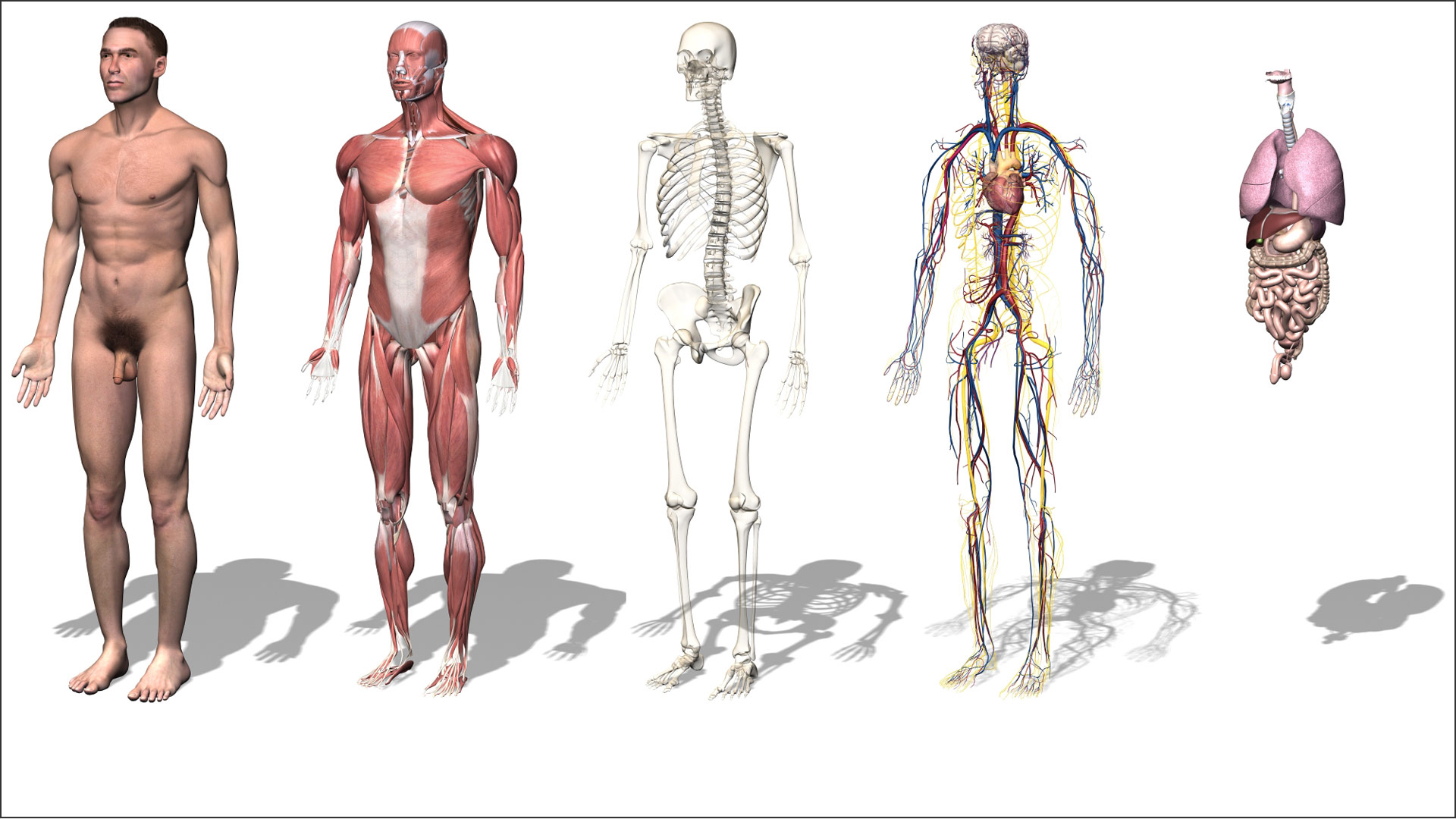 Anatomie Mann