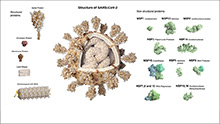 Strukturen des SARS-CoV-2 Virus