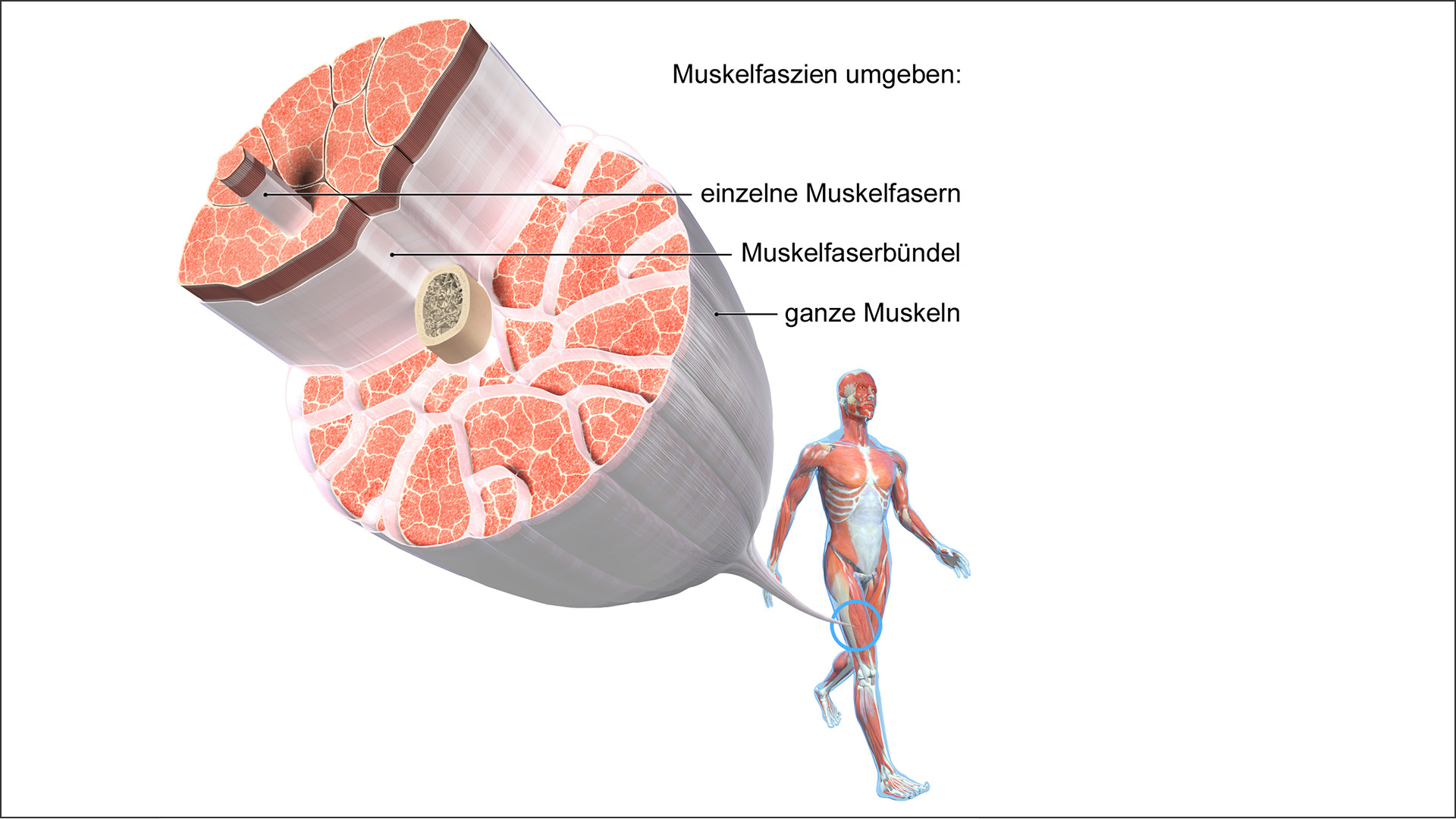 Muskeln und Faszien