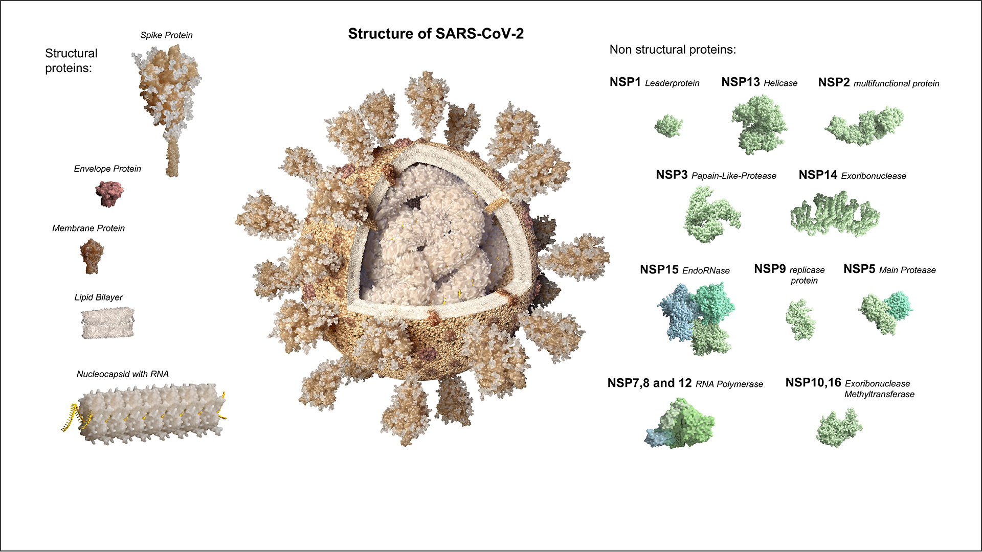 Schnitt durch Coronavirus