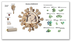 VStrukturen des SARS-CoV-2 Virus