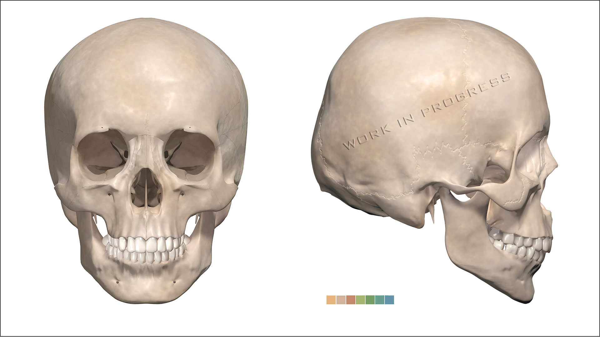 Anatomie Schädel